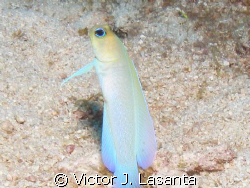 yellowhead jawfish in windows dive site at parguera area!!! by Victor J. Lasanta 
